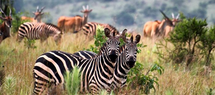 Safari wildlife watching 2025