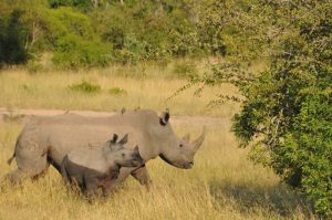 Safari wildlife watching 2025